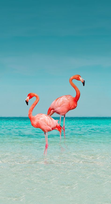 Flamingo Pictures, Flamingo Wallpaper, Flamingo Art, Ocean Wallpaper, Beach Wallpaper, Tumblr Wallpaper, Cute Animal Photos, Summer Wallpaper, Cute Backgrounds