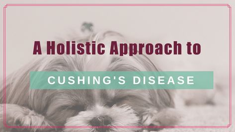 Cushing's disease is a common hormonal imbalance in middle-aged and older dogs. It can be difficult to diagnose and requires harsh drugs to treat. Dr. Angie has found great success treating Cushing's disease using diet and alternative therapies- read our blog to learn more! #cushingsdisease #holisticpets #holisticvet #BoulderHolisticVet #dogdiseases #doghealth #holisticdoghealth #naturaldoghealth Cushings Disease Dogs, Cushings Disease, Puppies And Kittens, Hormonal Imbalance, Dog Diet, Emergency Care, Animal Nutrition, Alternative Therapies, Holistic Medicine