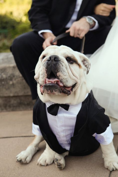 Bulldog Wedding, Bulldog Pics, British Bulldog, Wedding Pets, English Bulldogs, Looking Dapper, Mansion Wedding, Dog Wedding, English Bulldog