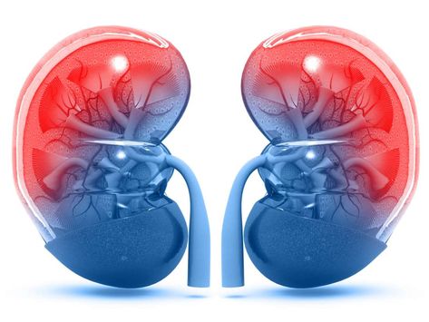 Kidney Tumor, Foods Good For Kidneys, Kidney Pain, Creatinine Levels, Kidney Damage, Kidney Friendly, Kidney Cleanse, Disease Symptoms, Healthy Carbs