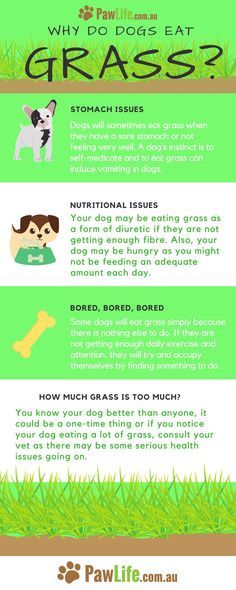 At one time or anoth  At one time or another you may have seen your dog eating grass. But why do dogs eat grass? Dogs Eating Grass, Stomach Issues, Dog Eating, But Why, One Time, Dog Training, Puppy Love, Parrot, Dog Lovers