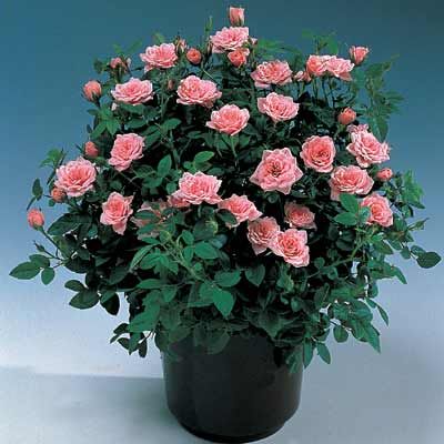 Guide to growing miniature roses indoors. Indoor Roses, Miniature Roses, Tanaman Pot, Rose Care, Rose Trees, Growing Roses, Planting Roses, Mini Roses, Rose Bush