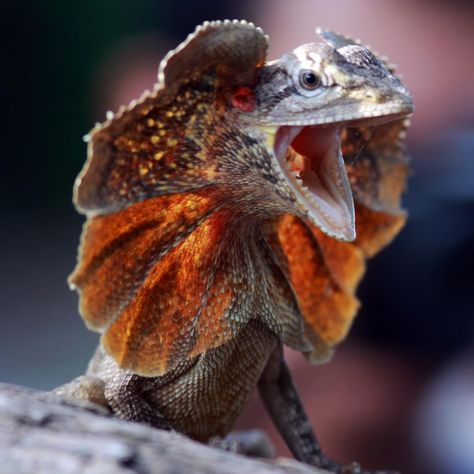 his frilled neck lizard is serving can I speak to the manager vibes. To intimidate predators, this reptile opens its mouth and unfurls a Frill Necked Lizard, Lizard Teeth, Cool Lizards, Frill Lizard, Copper Dragonborn, Frilled Neck Lizard, Lizard Costume, Predator Animal, Frilled Lizard