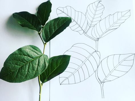 1/100 Here’s Number one, a drawing of a lemon leaf out of a bouquet I was bought for my graduation. Don’t you just love foliage 🌿 Follow me @hannahstonedesign  . . . . . . . . #foilage #foilagegreen #plantlife #bouquet #challenge #drawings #sketch #etsy #etsyshop #linedrawing #fineline #simple #greenery #hannahstonedesigns #textiles #beautiful #100daychallenge Lemon Leaf Tattoo, Drawing Lemon, Plants Drawing, Country Garden Flowers, Lemon Leaf, Botanical Inspiration, Ib Art, Lemon Leaves, Art Studio Organization