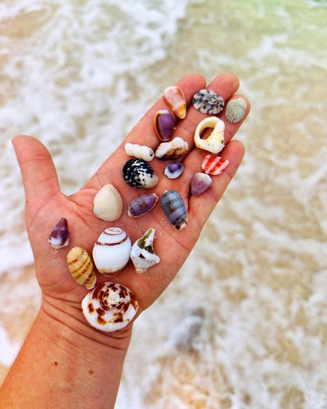 Local Fruit, Ocean Treasures, Pool Waterfall, Shell Collection, She Sells Seashells, Quiet Area, Saltwater Pool, Beach Days, Island Life