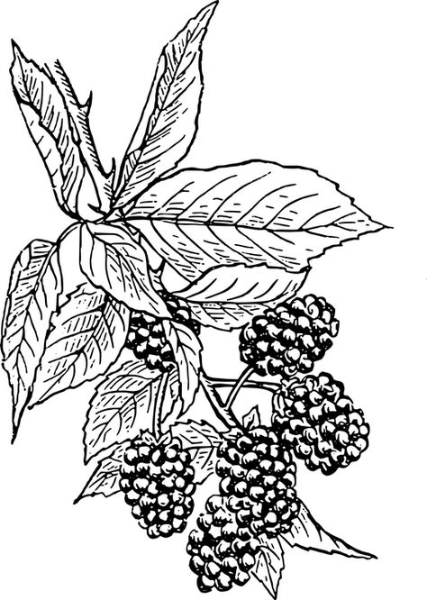 Blackberries Vine Bush - Free vector graphic on Pixabay Blackberry Tattoo, Blackberry Plants, Fruit Sketch, Branch Vector, Vine Tattoos, Plant Drawing, Tree Drawing, Black And White Drawing, Free Clip Art