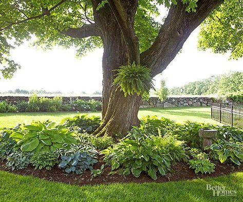 Cast Iron Plant Around Tree, Angled Landscape Design, Ideas For Landscaping Around Trees, Hostas Under Trees, Plants Under Oak Trees, End Of Driveway Landscaping, Tree Landscaping, Landscaping Around Trees, Hosta Gardens