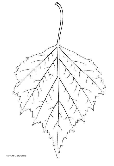 birch leaf Birch Tattoo, Birch Tree Tattoo, Tree Tattoo Drawings, Birch Tree Leaves, Birch Tree Tattoos, Tree Tattoo Color, Family Tree Mural, Family Tree Images, Tree Tattoo Meaning