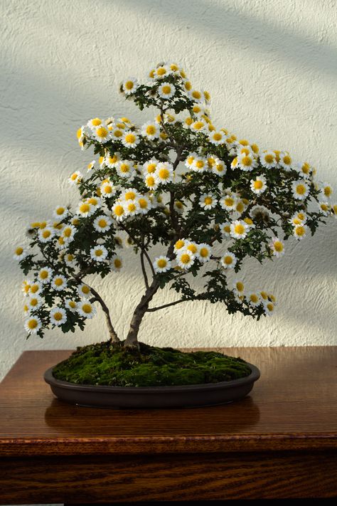 Hybrid Bonsai Daisy Tree...created at Longwood Gradens near Philadelphia, Flower Bonsai Tree, Bonzai Tree Aesthetic, Bonsai Tree Aesthetic, Bonsai Aesthetic, Pink Bonsai Tree, Quince Bonsai Tree, Banyan Tree Bonsai, Tree Aesthetic, Crazy Daisy