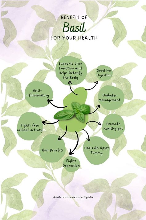 Benefits Of Basil, Basil Health Benefits, Basil Tea, Herbal Tea Benefits, Medicinal Herbs Garden, Medical Herbs, Medicinal Garden, Food Health Benefits, Basil Plant