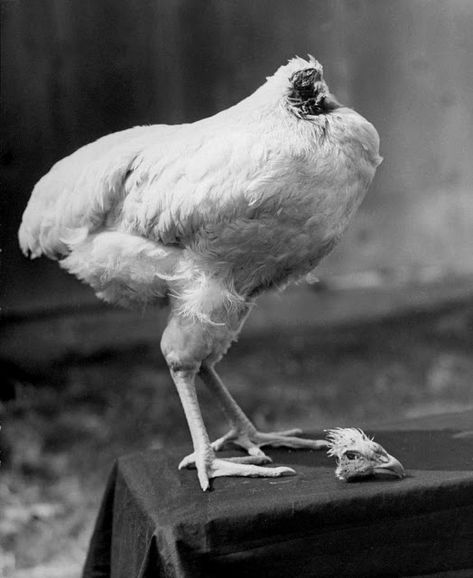 Miracle Mike: The Story of the Chicken That Lived for 18 Months Without a Head Headless Chicken, Wyandotte Chicken, University Of Utah, Interesting History, A Chicken, Beautiful Creatures, Cut Off, Stranger Things, Bbc