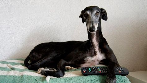 The Florida dog racing ban means a lot of Greyhounds are looking for special forever homes for their retirement. You can help, even if you can't adopt a Greyhound into your family right now. Greyhound Dog Rescue, Best Hypoallergenic Dogs, Dog Racing, Grey Hound, Hypoallergenic Dog Breed, Greyhound Rescue, Greyhound Adoption, Bored Dog, Dog Milk