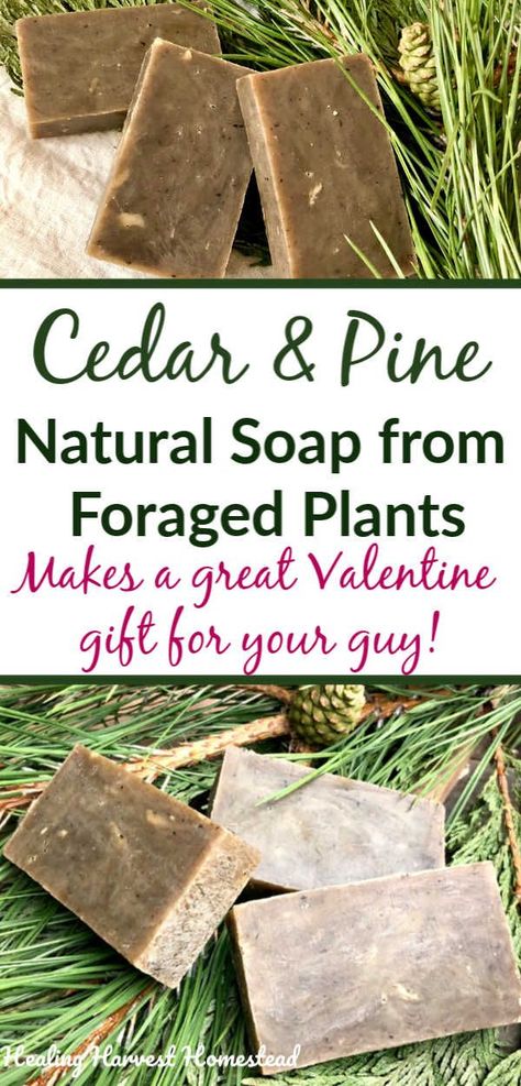 Here is a wonderfully woodsy scented moisturizing soap for your man. He will LOVE it! You'll love it too. This is a hot process soap recipe that can be converted to cold process. Pine and cedar are perfect for a manly soap. #soap #handmade #homemade #howtomake #natural #hotprocess #soaprecipe #healingharvesthomestead Men Soap, Hot Process Soap, Natural Soaps Recipes, Easy Soap Recipes, Diy Soap Recipe, Herbal Soap, Handmade Soap Recipes, Herbs Garden, Manly Man