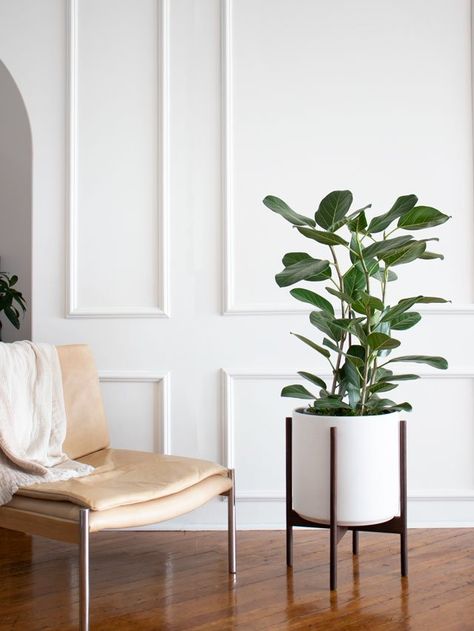 What You Need To Know Before You Buy A Ficus Audrey — Plant Care Tips and More · La Résidence Ficus Audrey, Plant Care Tips, Orchid Bark, Verdant Green, Ficus Lyrata, Fiddle Leaf Fig Tree, Floor Plants, Indirect Sunlight, Planter Design