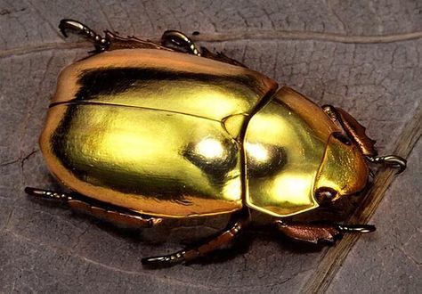 Golden Beetle Cool Insects, Beetle Insect, Cool Bugs, Bug Art, Beetle Bug, Beautiful Bugs, Creepy Crawlies, Arthropods, Arachnids