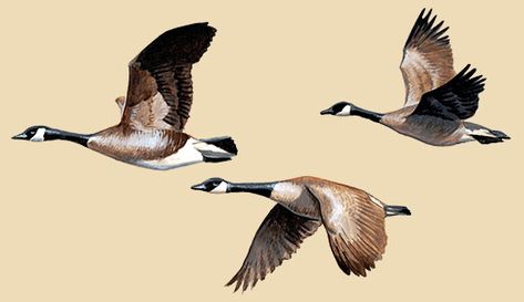 Goose Drawing, Goose Tattoo, Canada Geese, Canadian Goose, Diy Watercolor Painting, Flying Geese, Animal Sketches, Ink Illustrations, Woodland Creatures