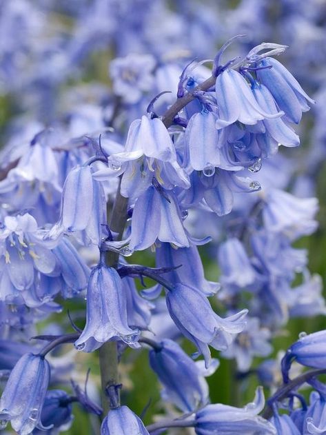 Plants Reference, Garden Knowledge, English Bluebells, Bluebell Flower, Spanish Bluebells, Virginia Bluebells, Cottage Flowers, Indoor Flowering Plants, Bell Flowers