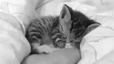 Sleepy Cat GIF - Sleepy Cat SleepyHead - Discover & Share GIFs Sleeping Gif, Sleeping Kitten, Kitten Love, Kitten Gif, Sleepy Cat, Cat Sleeping, Cute Cats And Dogs, Sweet Animals, Cat Gif