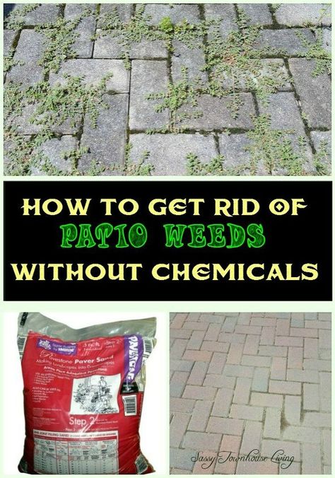 I have updated my blog post to answer many of your questions about this process so be sure to click the link at the bottom of this post!      If you have a brick patio and are sick of those nasty weeds then you must try this solution! There is a way to get rid of patio weeks without using chemicals. A few years ago, we restructured our brick patio and added more bricks to it. Little did we realize that even though we used plastic sheeting under the bricks, weeds would find a home there re… Enclosed Patio Ideas, Polymeric Sand, Enclosed Patio, Pregnancy Food, Brick Patios, Garden Pests, Paver Patio, Food Tips, Patio Stones