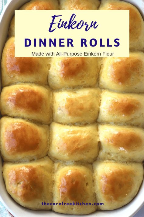 This einkorn dinner roll recipe is made with simple ingredients and is oh, so delicious!  These homemade dinner rolls will be a family favorite in no time. #einkorn #einkornrecipes #dinnerrolls #rolls #thanksgiving #allpurposeeinkorn #homemade Einkorn Buns, Rolls Thanksgiving, Ancient Grains Recipes, Einkorn Bread, Dinner Roll Recipe, Einkorn Recipes, Einkorn Flour, Dinner Roll, Wheat Recipes