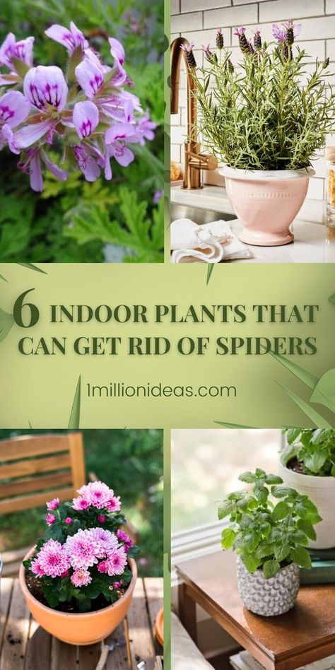 When it comes to annoying insects for the living space, spiders are one of them. In spider mating season in full swing, you may find the eight-legged insects creeping around your home from the bathroom, the kitchen, and the living room more than usual. And are you wondering how to repel spiders naturally? Fortunately, there are several natural spider repellents. Natural Spider Repellant, Spider Repellent, Plant Decor Living Room, Spiders Repellent, Tiny Spiders, Plant Jungle, Get Rid Of Spiders, Natural Pesticides, Plant Ideas