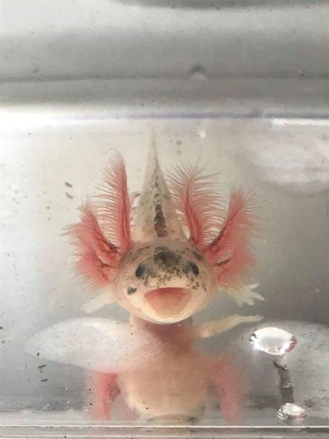 Axolotl Colors, Axolotl Aesthetic, Axolotl Cute, Tier Tattoo, Ball Gown Prom Dress, 2021 Prom Dresses, Dresses Ball Gown, Silly Dogs, Pretty Animals