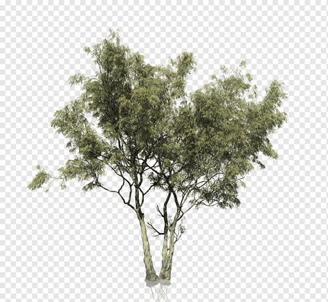 Eucalyptus Polyanthemos, Eucalyptus Camaldulensis, Botanical Center, Trees Top View, Rainbow Eucalyptus, Trees Png, 3d Computer Graphics, Tree Plan, Gray Tree