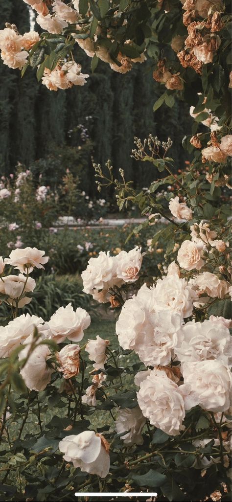 In The Garden, White Roses, A Garden, The Garden, Roses, Trees, Wallpapers, Iphone, Flowers