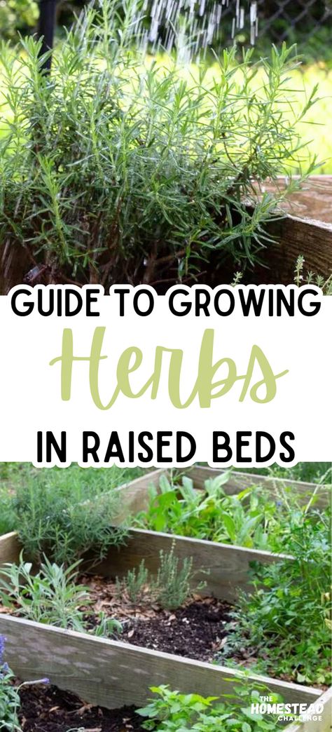 Unlock the secrets to a flourishing herb garden with our guide on Growing Herbs in Raised Beds! Raised beds are not just great for vegetables; they're perfect for cultivating a variety of herbs, too. From fragrant basil to soothing lavender, learn how to optimize your planting, care, and harvesting techniques specifically for raised bed settings. Whether you’re a seasoned gardener or just starting out, our tips will help you create a thriving, accessible, and beautiful herb garden! Herb Garden Layout Ideas, Herb Garden Boxes Outdoor, Herb Bed Ideas, Raised Herb Garden Beds, Herb Garden Raised, Herb Garden Plan, Herbs To Plant Together, Beautiful Herb Garden, Growing Herbs Outdoors