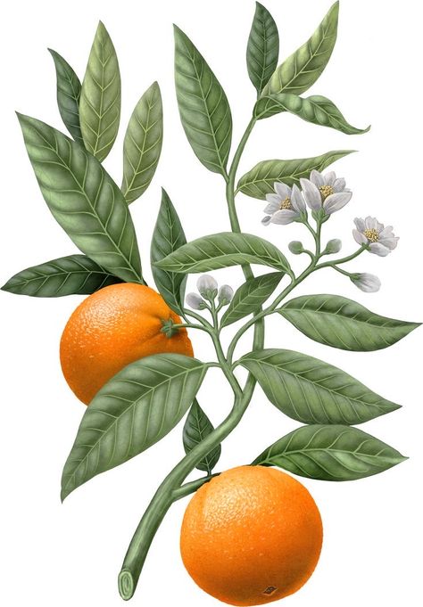 Symbol For Beauty, Iphone Wallpaper Violet, Fruit Orange, Procreate Ipad Art, Orange Blossoms, Vegetable Prints, Botanical Illustration Vintage, Fruit Illustration, Fruit Painting