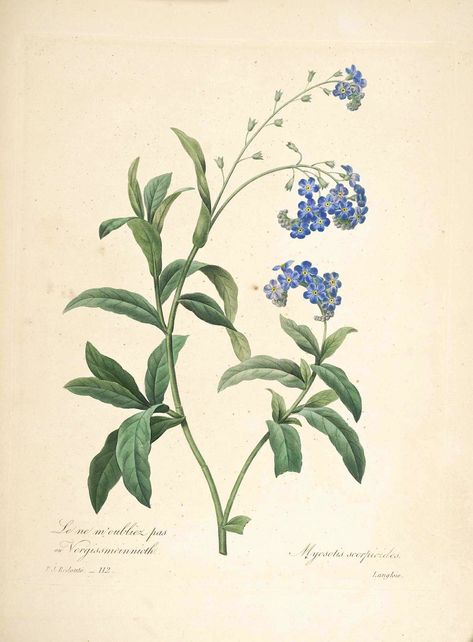 https://flic.kr/p/vh57Zj | Water forget-me-not (1833) | Myosotis scorpioides Redouté, P.J., Choix des plus belles fleurs et des plus beaux fruits, t. 112 (1833) [P.J. Redoute]  From the Swallowtail Garden Seeds collection of  botanical photographs and illustrations.   We hope you will enjoy these images as much as we do. Forget Me Not Botanical Illustration, Illustration Botanique Vintage, Foto Transfer, Botanical Illustration Vintage, Illustration Botanique, Vintage Botanical Prints, Arte Sketchbook, Plant Illustration, Botanical Drawings