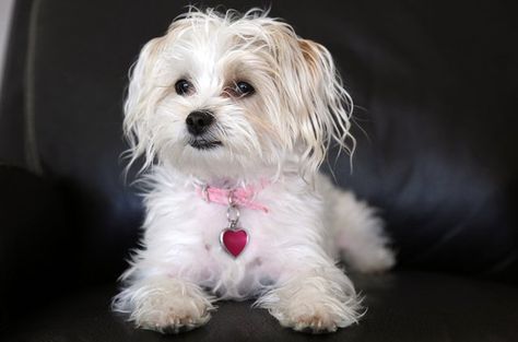 Morkie Haircuts, Designer Dogs Breeds, Dogs Ears Infection, Bichon Dog, Yorkie Mix, Toy Dog Breeds, Super Cute Dogs, Puppy Cut, Designer Dogs