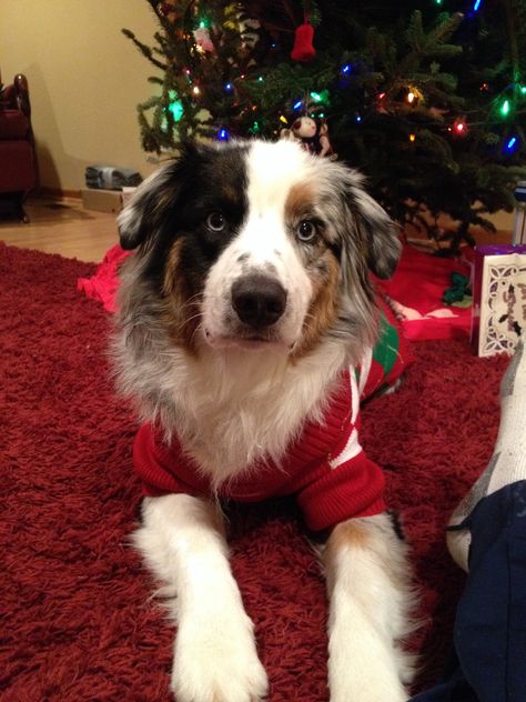 Australian shepherd Christmas sweater Australian Shepherd Blue Heeler, Australian Shepherd Christmas, Shepherd Christmas, Australian Shepherd Blue Merle, Smart Working, Aussie Shepherd, Aussie Puppies, Australian Shepherd Puppies, Aussie Dogs