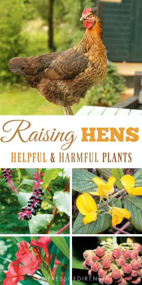 Helpful and harmful plants for backyard chickens. Watch what you grow to keep your hens safe. Plants For Chickens, Plants For Backyard, Raising Turkeys, Chicken Incubator, Chicken Raising, Urban Chickens, Chicken Care, Backyard Chicken Farming, Chickens And Ducks