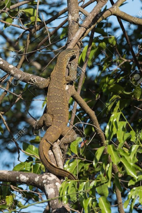 Nile monitor Nile Monitor, Monitor Lizard, The Gambia, Golden Beach, River Cruise, African Wildlife, Service Trip, Reptiles And Amphibians, River Cruises