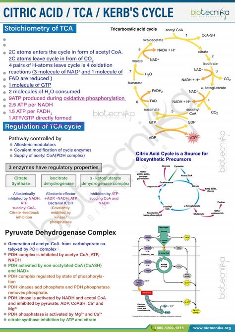 Krebs Cycle Notes, Mcat Study Schedule, Pharmacology Mnemonics, Citric Acid Cycle, Biochemistry Notes, Acids And Bases, Biology College, Learn Biology, Plant Physiology