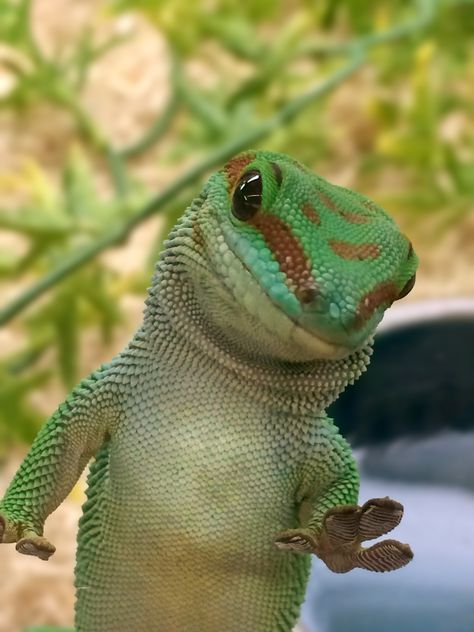 Day Gecko at Pets Plus Natural petsplusnatural.com #petsplusnatural #daygecko #gecko Day Gecko, Lizard Habitat, Cute Gecko, Cute Reptiles, Chameleons, Leopard Gecko, Reptiles Pet, Silly Animals, Reptiles And Amphibians