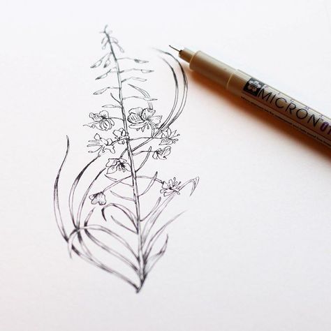 Sarah Clement on X: "Inktober Day #25. 'Fireweed in tall grass.' #ink #inktober #inktober2015 #drawing #illustration #micron #fireweed #… https://t.co/1TMgiE1qcx" / X Fireweed Drawing, Fireweed Tattoo, Arm Tats, Human Canvas, Art Sketches Pencil, Tattoo Girl, Realistic Drawings, Tattoo Inspo, Tattoo Drawings