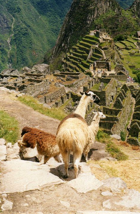 Llamas at Machu Pichu Macho Pichu, Indian Kingdom, 7 World Wonders, Travel Peru, Vientiane, Brazil Travel, Cusco Peru, Seven Wonders, Machu Picchu