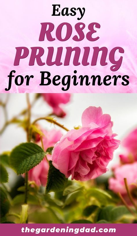 When To Prune Roses, Roses Garden Care, Rose Bush Care, Prune Roses, How To Grow Roses, Beginners Garden, Rose Garden Landscape, Rose Plant Care, Pruning Roses