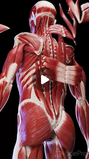 SciePro on Instagram: "🔍 Dive Into the Strength of the Back Muscles 🔍   Explore the complex network of muscles that make up your back. From the superficial trapezius to the deeper layers like the erector spinae, these muscles are crucial for supporting your spine, facilitating movement, and maintaining posture.   Discover how strengthening these muscles can improve your overall health and prevent back pain.   Perfect for fitness enthusiasts and anyone interested in anatomy.   #BackMuscles #FitnessEducation #PostureSupport #SciePro #science #med #meded #education #health #pt #physio #physique #muscle #workout #medstudent #study #back #backpain #3d #vray" Body Muscle Anatomy, Erector Spinae, Muscular System Anatomy, Human Anatomy Model, Anatomy Education, Human Body Science, Human Back, Muscle Workout, Anatomy Models