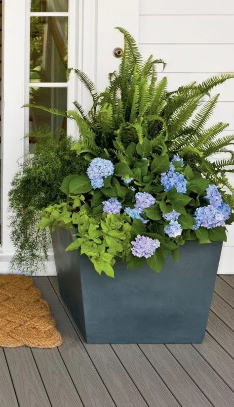 Hydrangea In Pots, Kimberly Fern, Potted Hydrangea, Hydrangea Potted, Sweet Potato Vine, Faux Hydrangea, Flower Pots Outdoor, Stone Barns, White Planters