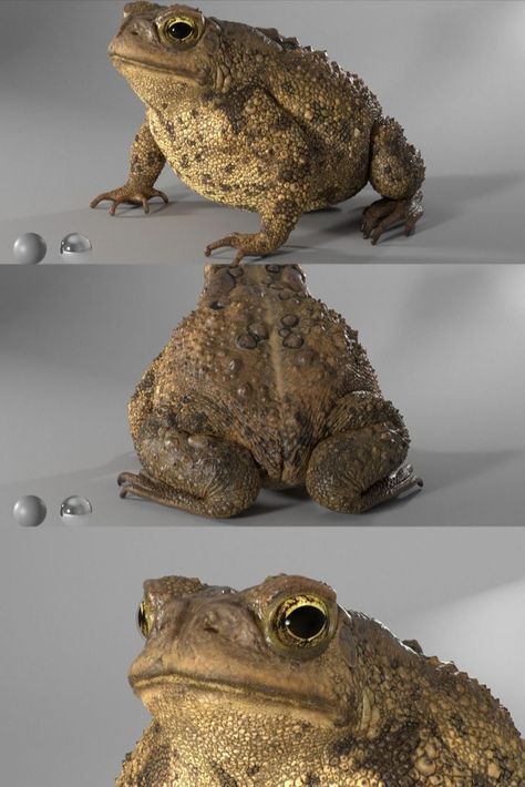 American Toad, Toad Animal, Pet Rabbit Care, Nicki Minaj Pictures, Soap Carving, Funny Frogs, Unique Sculptures, Dark Art Drawings, Ceramic Animals