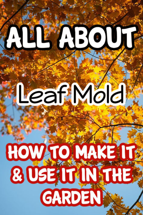 Leaf Mold How To Make & Use It In The Garden

https://dianfarmer.com/leaf-mold-in-the-garden/
#mygarden #pottedgarden #gardeningismytherapy #veggiegarden #containergardening #backyardgardening #lovegardening #gardenlife #plants #backyardgarden #growyourownfood #vegetablegarden #greenthumb #urbangardening Leaf Mold, Vertical Vegetable Garden, Vegetable Garden For Beginners, Homestead Gardens, Natural Fertilizer, Garden Recipes, Garden Pests, Budget Friendly Recipes, Saving Ideas