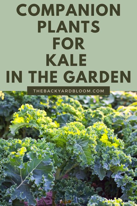 Companion Plants for Kale In The Garden Wallpapers Fall Aesthetic, Garlic Garden, Planting Chart, Kale Plant, Growing Kale, Companion Planting Chart, Companion Planting Vegetables, Companion Gardening, River Rock Garden