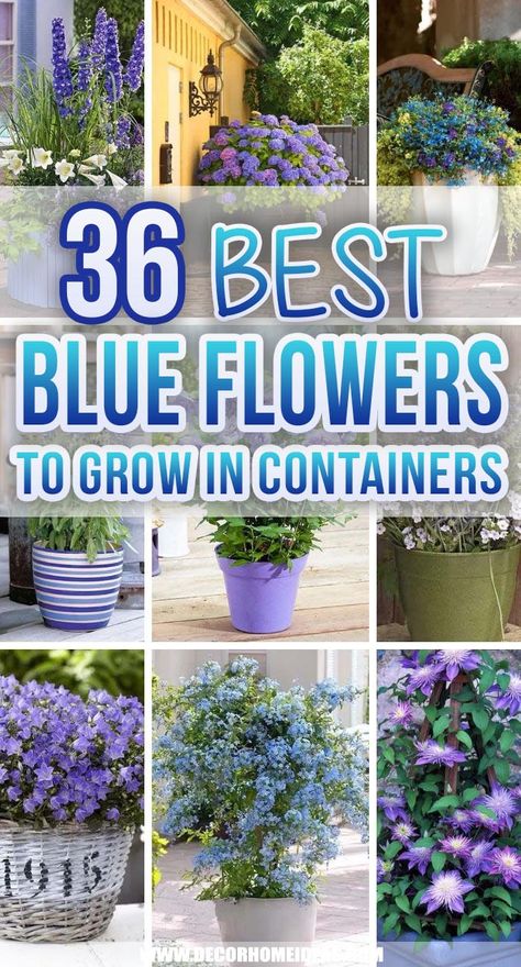 Blue Flowering Plants, Blue Flowers Garden, Flowers To Grow, Flax Flowers, Window Box Flowers, Blue Planter, Blue Plants, Container Gardening Flowers, Blue And Purple Flowers