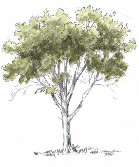 Oak SBS 9 How To Draw Trees, Draw Trees, Tree Sketches, Landscape Sketch, 수채화 그림, John Muir, Watercolor Trees, Landscape Drawings, Green Watercolor