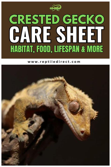 A care sheet advertisement for Crested Geckos, featuring a close-up image of a crested gecko on a branch with the text 'Crested Gecko Care Sheet: Habitat, Food, Lifespan & More' displayed above the image Crested Gecko Habitat, Crested Gecko Care, Pet Reptiles, Lizard Habitat, Gecko Habitat, Gecko Food, Reptile Care, Crested Gecko, Reptiles Pet