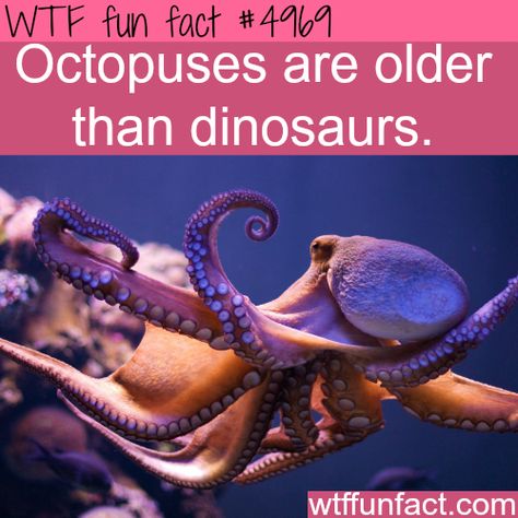 Octopuses, OLDER Than Dinosaurs - Hmm! Gonna get back to you on this one!  ~WTF fun facts Octopus Facts, Octopus Art, Animal Facts, Marine Animals, Primates, In The Ocean, Ocean Life, Kraken, Deep Sea