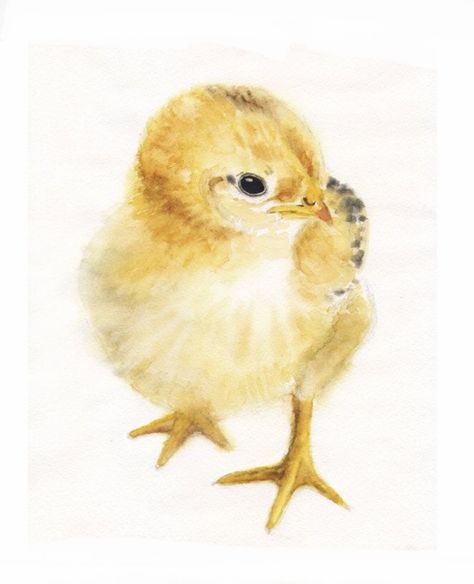 Bird Drawing Simple, Portraits Watercolor, Farm Prints, Animal Paintings Acrylic, Painting Indian, Rooster Painting, Let's Make Art, Chicken Painting, Bird Drawing